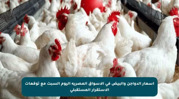 أسعار الدواجن والبيض في الأسواق المصرية اليوم السبت مع توقعات الاستقرار المستقبلي